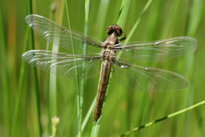 IMG_6649.jpg