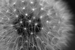 IMG_1844bnw.png