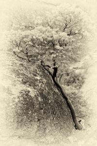 IMG_5519.tif