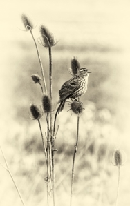 IMG_2682sepia.jpg