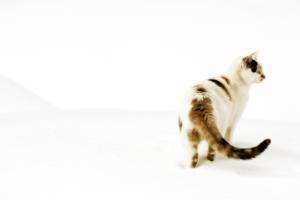 IMG_8756 copy.png