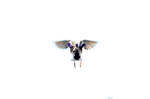 IMG_2255.tif